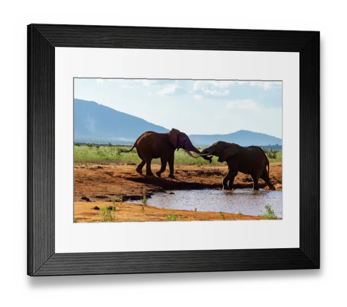 Framed Print : Two African elephant (Loxodonta africana) males fighting at edge of a waterhole, Tsavo East National Park, Kenya. Endangered