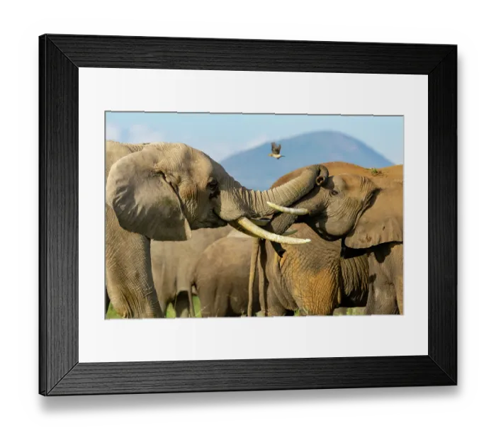 Framed Print : Two African elephant (Loxodonta africana) females playing among the herd, Amboseli National Park, Kenya. Endangered Framed Print : Two African elephant (Loxodonta africana) females playing among the herd, Amboseli National Park, Kenya. Endangered