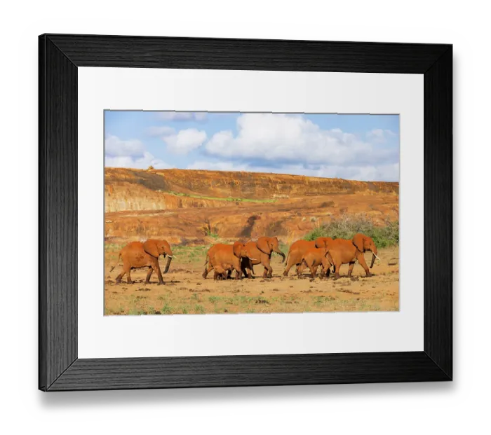 Framed Print : African elephant (Loxodonta africana) herd leaving waterhole at the bottom of Mudanda Rock, Tsavo East National Park, Kenya. Endangered Framed Print : African elephant (Loxodonta africana) herd leaving waterhole at the bottom of Mudanda Rock, Tsavo East National Park, Kenya. Endangered