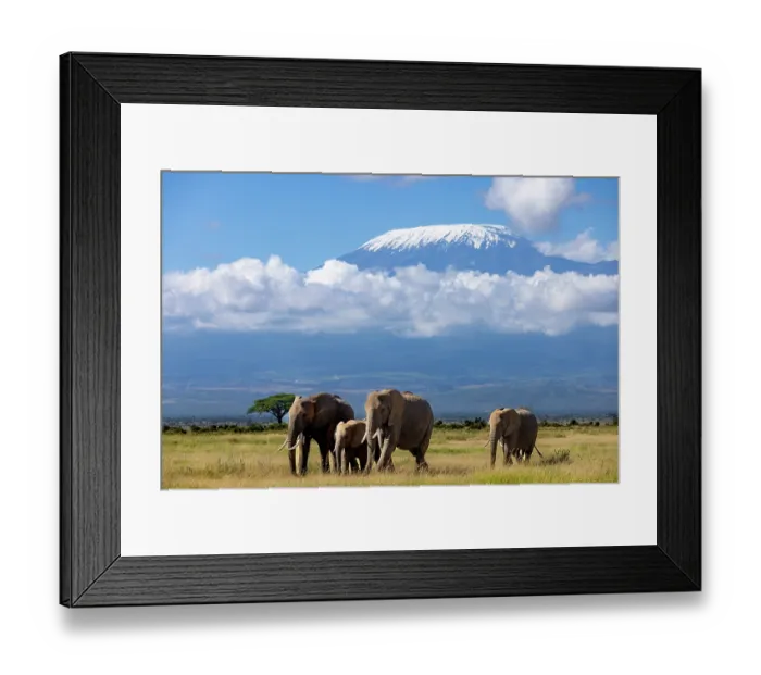 Framed Print : RF - African elephant (Loxodonta africana) family walking across the savanna with Mount Kilimanjaro in background, Amboseli National Park, Kenya. Endangered Framed Print : RF - African elephant (Loxodonta africana) family walking across the savanna with Mount Kilimanjaro in background, Amboseli National Park, Kenya. Endangered