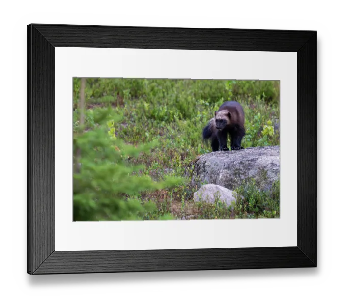 Framed Print : Wolverine (Gulo gulo) standing on a rock, Karbole, Halsingland, Sweden. June