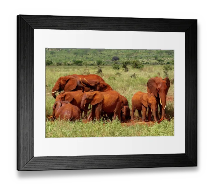 Framed Print : RF - African elephant (Loxodonta africana) herd taking a mud bath in the red soil, Tsavo East National Park, Kenya. Endangered Framed Print : RF - African elephant (Loxodonta africana) herd taking a mud bath in the red soil, Tsavo East National Park, Kenya. Endangered