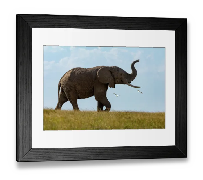 Framed Print : African elephant (Loxodonta africana) in the alert posture with trunk raised, with Cattle egrets (Bubulcus ibis) flying around, Amboseli National Park, Kenya. Endangered