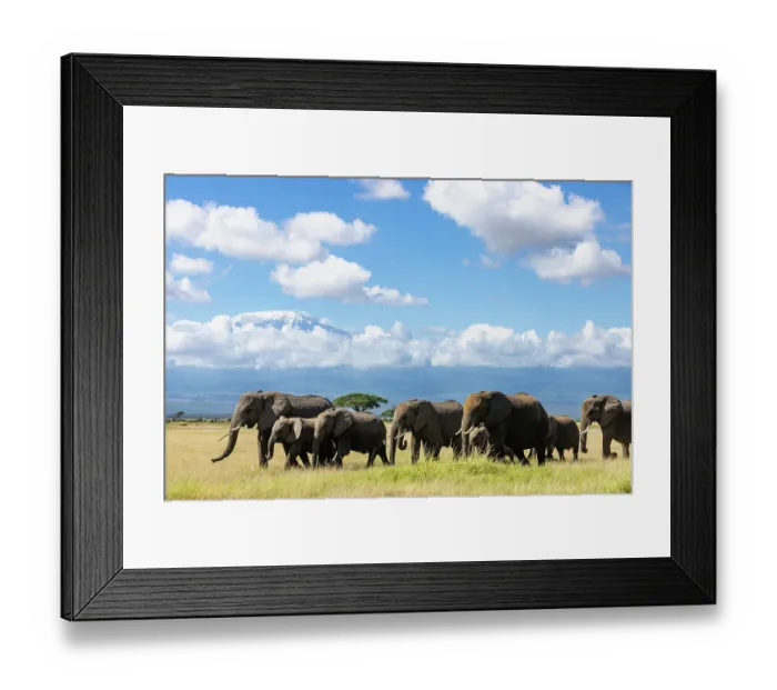 Framed Print : African elephant (Loxodonta africana) herd moving across the savanna with Mount Kilimanjaro in background, Amboseli National Park, Kenya. Endangered Framed Print : African elephant (Loxodonta africana) herd moving across the savanna with Mount Kilimanjaro in background, Amboseli National Park, Kenya. Endangered