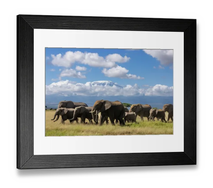Framed Print : African elephant (Loxodonta africana) herd moving across the savanna with Mount Kilimanjaro in background, Amboseli National Park, Kenya. Endangered Framed Print : African elephant (Loxodonta africana) herd moving across the savanna with Mount Kilimanjaro in background, Amboseli National Park, Kenya. Endangered