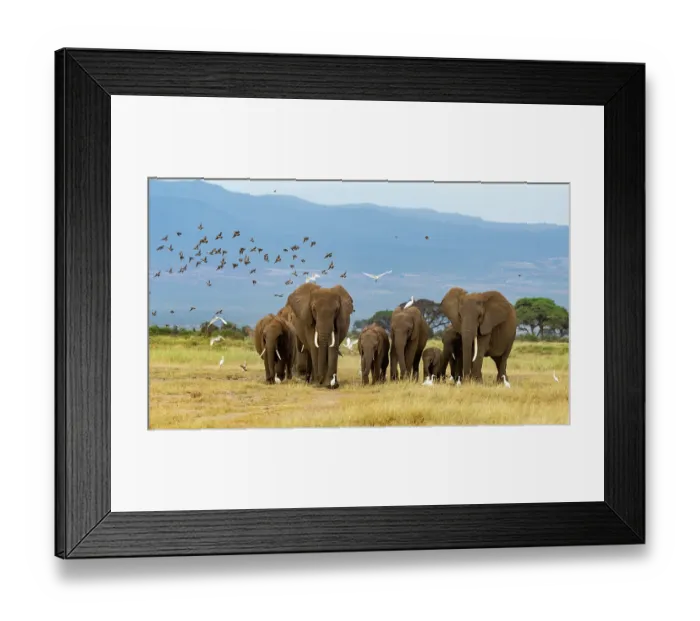 Framed Print : African elephant (Loxodonta africana) herd, female and calves Framed Print : African elephant (Loxodonta africana) herd, female and calves