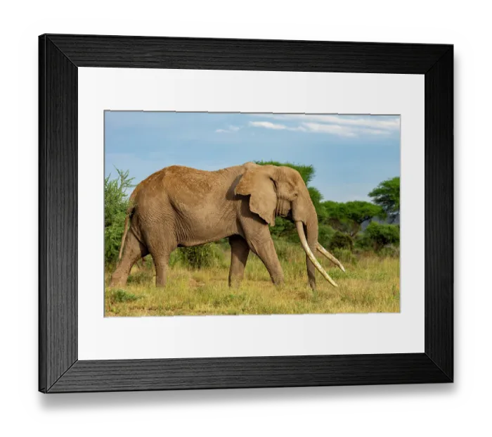 Framed Print : RF - African elephant (Loxodonta africana) bull, portrait, Amboseli National Park, Kenya. Endangered. (This image may be licensed either as rights managed or royalty free.) Framed Print : RF - African elephant (Loxodonta africana) bull, portrait, Amboseli National Park, Kenya. Endangered. (This image may be licensed either as rights managed or royalty free.)