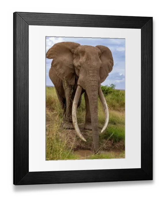 Framed Print : African elephant (Loxodonta africana) bull, drinking at waterhole, Amboseli National Park, Kenya. Endangered Framed Print : African elephant (Loxodonta africana) bull, drinking at waterhole, Amboseli National Park, Kenya. Endangered