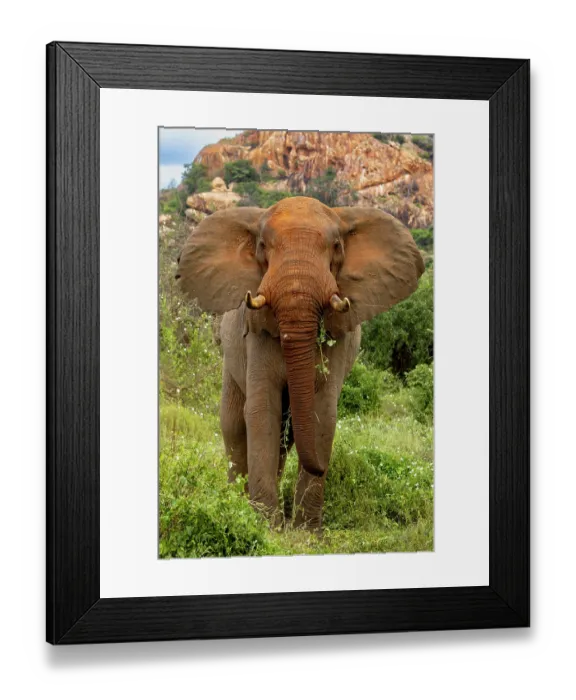 Framed Print : African elephant (Loxodonta africana) bull, portrait, Tsavo West National Park, Kenya. Endangered Framed Print : African elephant (Loxodonta africana) bull, portrait, Tsavo West National Park, Kenya. Endangered