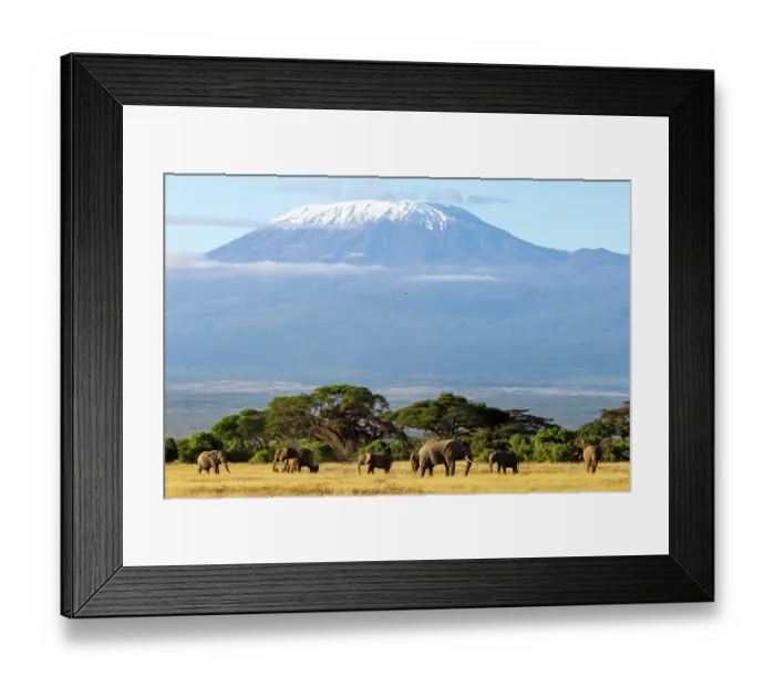 Framed Print : African elephant (Loxodonta africana) herd grazing in front of Mount Kilimanjaro, Amboseli National Park, Kenya. Endangered Framed Print : African elephant (Loxodonta africana) herd grazing in front of Mount Kilimanjaro, Amboseli National Park, Kenya. Endangered