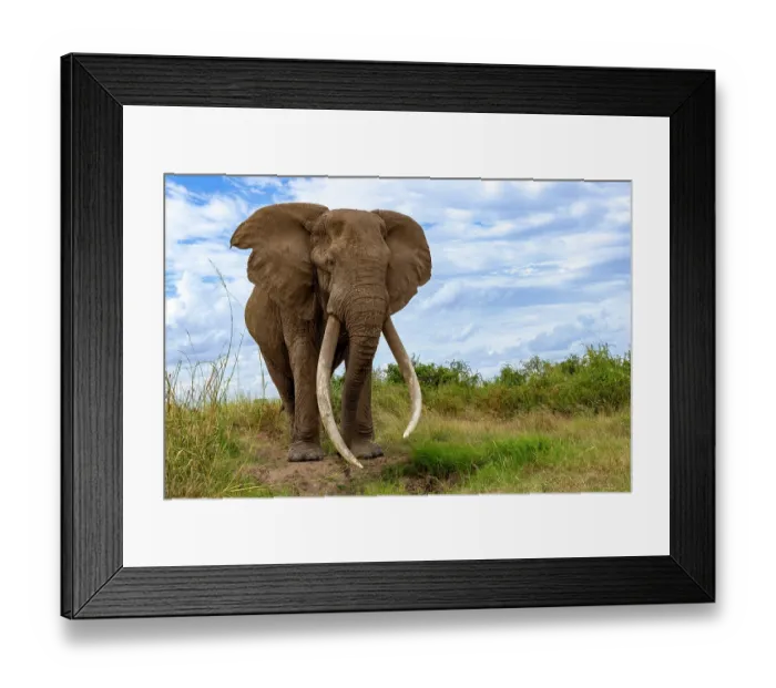 Framed Print : Elephant (Loxodonta africana) bull, portrait, Amboseli National Park, Kenya. Endangered Framed Print : Elephant (Loxodonta africana) bull, portrait, Amboseli National Park, Kenya. Endangered