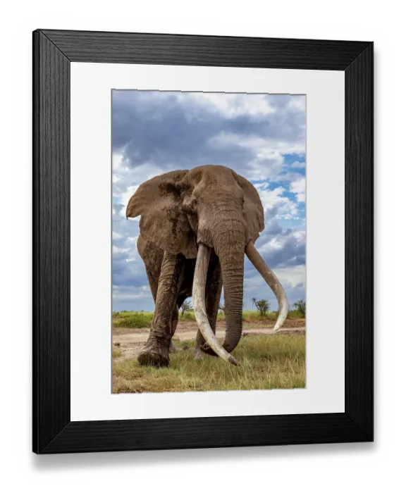 Framed Print : RF - Elephant (Loxodonta africana) bull, portrait, Amboseli National Park, Kenya. Endangered. (This image may be licensed either as rights managed or royalty free.)ee.) Framed Print : RF - Elephant (Loxodonta africana) bull, portrait, Amboseli National Park, Kenya. Endangered. (This image may be licensed either as rights managed or royalty free.)ee.)