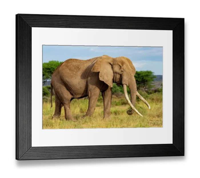 Framed Print : RF - Elephant (Loxodonta africana) bull, portrait, Amboseli National Park, Kenya. Endangered. (This image may be licensed either as rights managed or royalty free.) Framed Print : RF - Elephant (Loxodonta africana) bull, portrait, Amboseli National Park, Kenya. Endangered. (This image may be licensed either as rights managed or royalty free.)