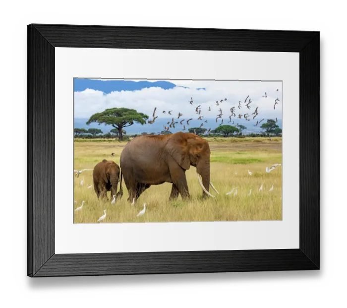 Framed Print : African elephant (Loxodonta africana) female and calf walking on the savanna surrounded by Cattle egrets (Bubulcus ibis) and Wattled starling (Creatophora cinerea) flock Framed Print : African elephant (Loxodonta africana) female and calf walking on the savanna surrounded by Cattle egrets (Bubulcus ibis) and Wattled starling (Creatophora cinerea) flock