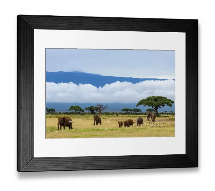 Framed Print : African elephant (Loxodonta africana) herd, females and calves walking across the savanna with Cattle egrets (Bubulcus ibis) in flight above, Amboseli National Park, Kenya Framed Print : African elephant (Loxodonta africana) herd, females and calves walking across the savanna with Cattle egrets (Bubulcus ibis) in flight above, Amboseli National Park, Kenya