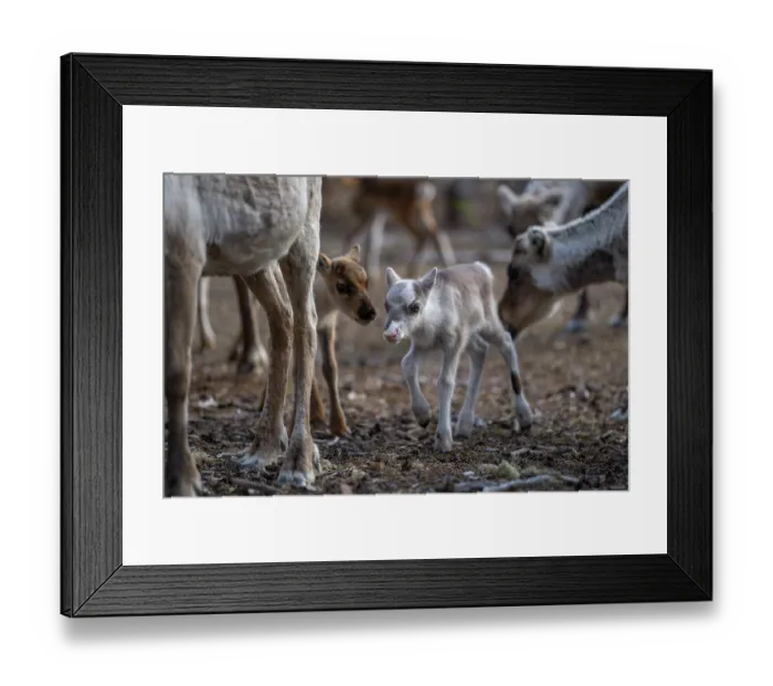 Framed Print : Reindeer (Rangifer tarandus) newborn calves among herd of domestic reindeer, Norrbotten, Lapland, Sweden. May Framed Print : Reindeer (Rangifer tarandus) newborn calves among herd of domestic reindeer, Norrbotten, Lapland, Sweden. May