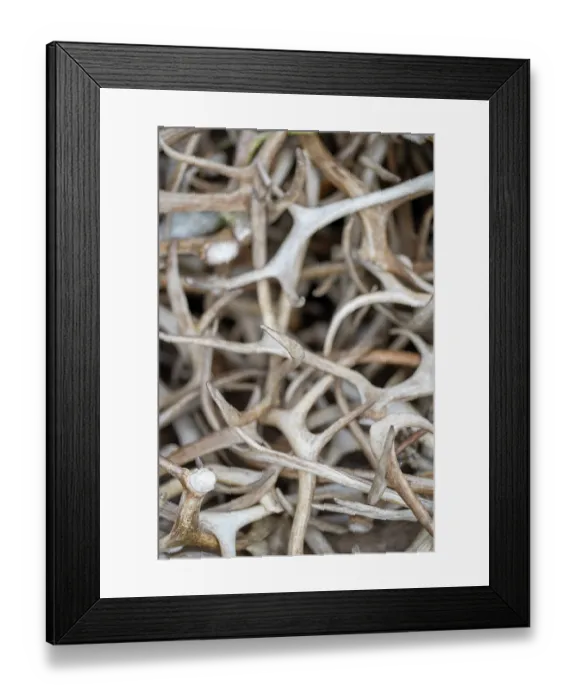 Framed Print : Pile of Reindeer (Rangifer tarandus) antlers, Norrbotten, Lapland, Sweden. May Framed Print : Pile of Reindeer (Rangifer tarandus) antlers, Norrbotten, Lapland, Sweden. May