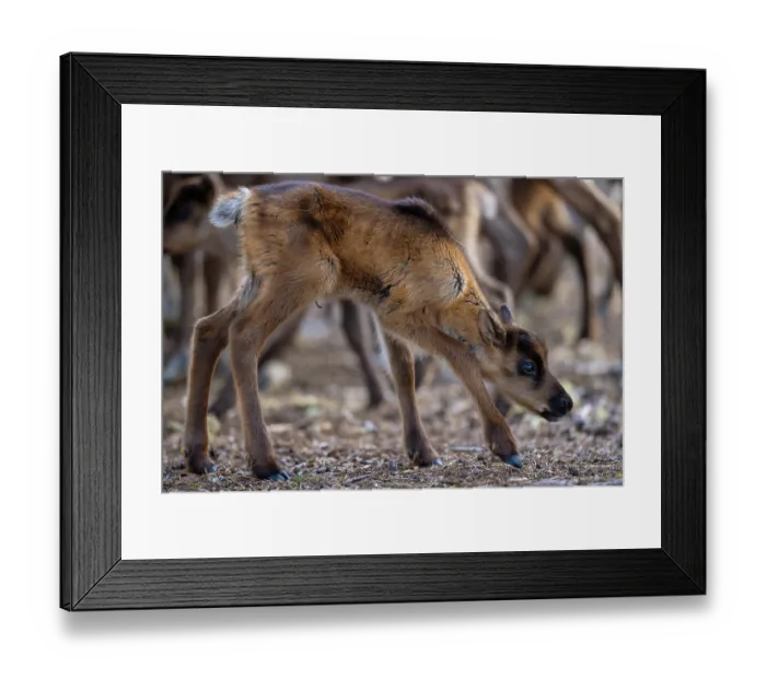 Framed Print : Reindeer (Rangifer tarandus) newborn calf among herd of domestic reindeer, Norrbotten, Lapland, Sweden. May Framed Print : Reindeer (Rangifer tarandus) newborn calf among herd of domestic reindeer, Norrbotten, Lapland, Sweden. May