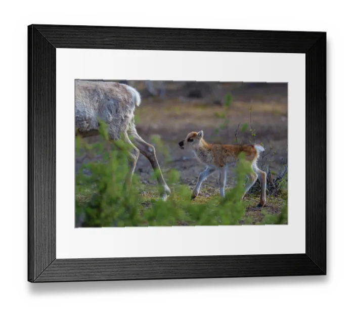 Framed Print : RF - Reindeer (Rangifer tarandus) newborn calf walking behind adult, domestic reindeer, Norrbotten, Lapland, Sweden