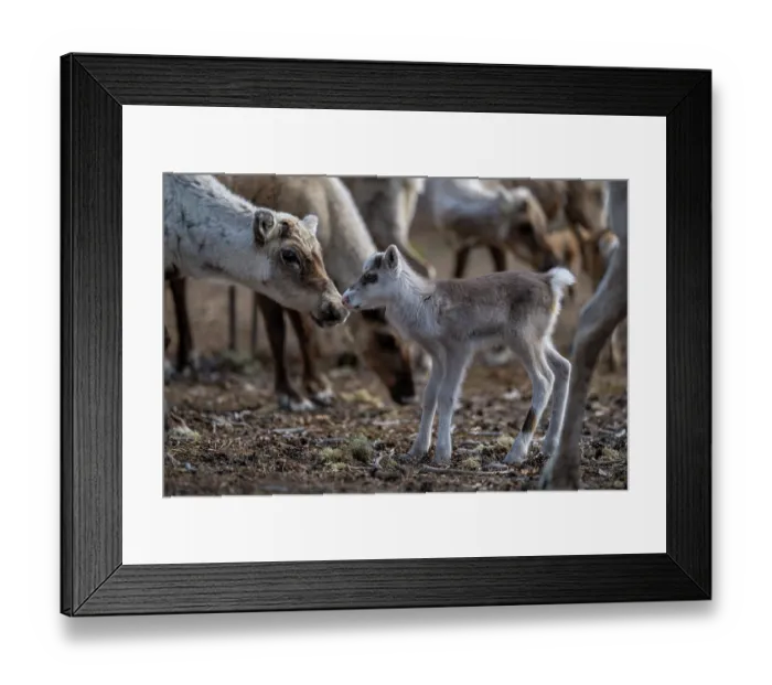 Framed Print : Reindeer (Rangifer tarandus) newborn calf among herd of domestic reindeer, Norrbotten, Lapland, Sweden. May Framed Print : Reindeer (Rangifer tarandus) newborn calf among herd of domestic reindeer, Norrbotten, Lapland, Sweden. May