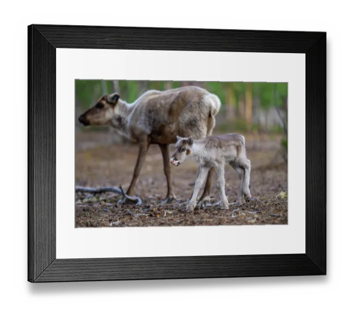 Framed Print : Reindeer (Rangifer tarandus) female with newborn calf portrait, domestic reindeer, Norrbotten, Lapland, Sweden. May Framed Print : Reindeer (Rangifer tarandus) female with newborn calf portrait, domestic reindeer, Norrbotten, Lapland, Sweden. May