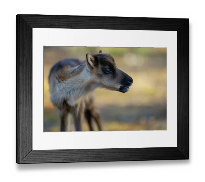 Framed Print : RF - Reindeer (Rangifer tarandus) newborn calf, portrait. Domestic reindeer, Norrbotten, Lapland, Sweden. May