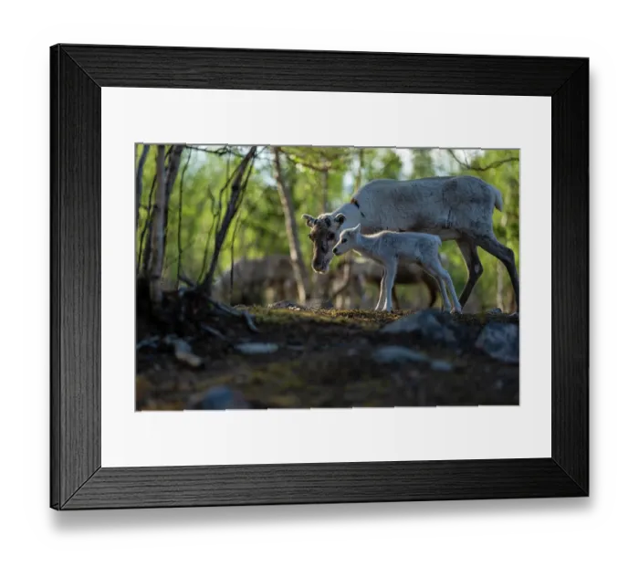 Framed Print : Reindeer (Rangifer tarandus) female with newborn calf portrait, domestic reindeer, Norrbotten, Lapland, Sweden. May