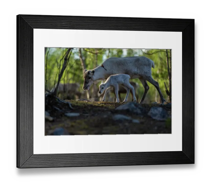 Framed Print : Reindeer (Rangifer tarandus) female with newborn calf portrait, domestic reindeer, Norrbotten, Lapland, Sweden. May Framed Print : Reindeer (Rangifer tarandus) female with newborn calf portrait, domestic reindeer, Norrbotten, Lapland, Sweden. May