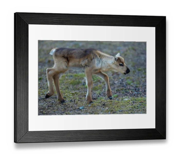 Framed Print : Reindeer (Rangifer tarandus) newborn calf, portrait. Domestic reindeer, Norrbotten, Lapland, Sweden. May Framed Print : Reindeer (Rangifer tarandus) newborn calf, portrait. Domestic reindeer, Norrbotten, Lapland, Sweden. May