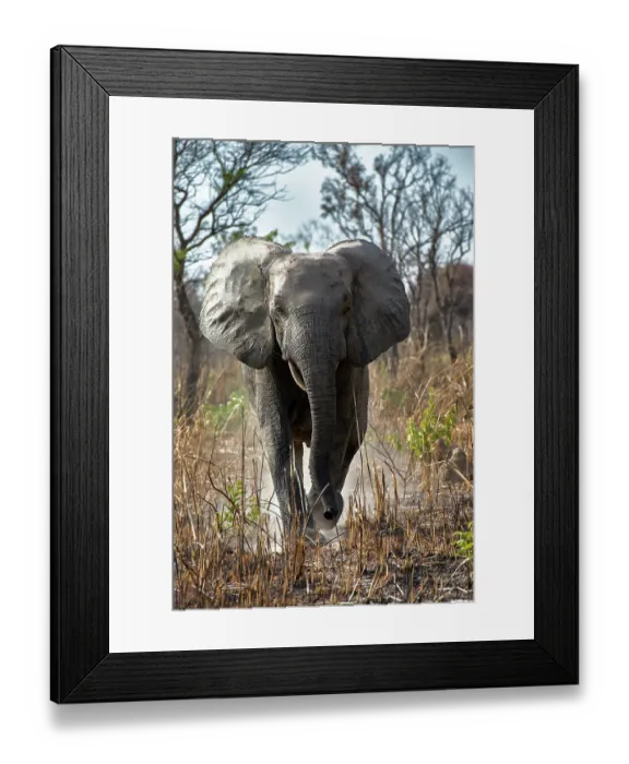 Framed Print : African elephant (Loxodonta africana) walking, portrait, Pendjari National Park, Benin. Endangered Framed Print : African elephant (Loxodonta africana) walking, portrait, Pendjari National Park, Benin. Endangered