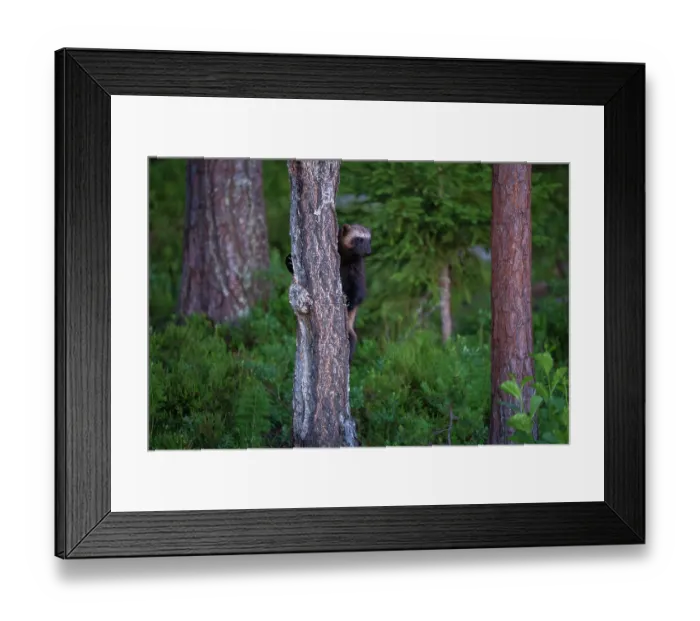 Framed Print : Wolverine (Gulo gulo) climbing up tree trunk, Karbole, Halsingland, Sweden. June Framed Print : Wolverine (Gulo gulo) climbing up tree trunk, Karbole, Halsingland, Sweden. June