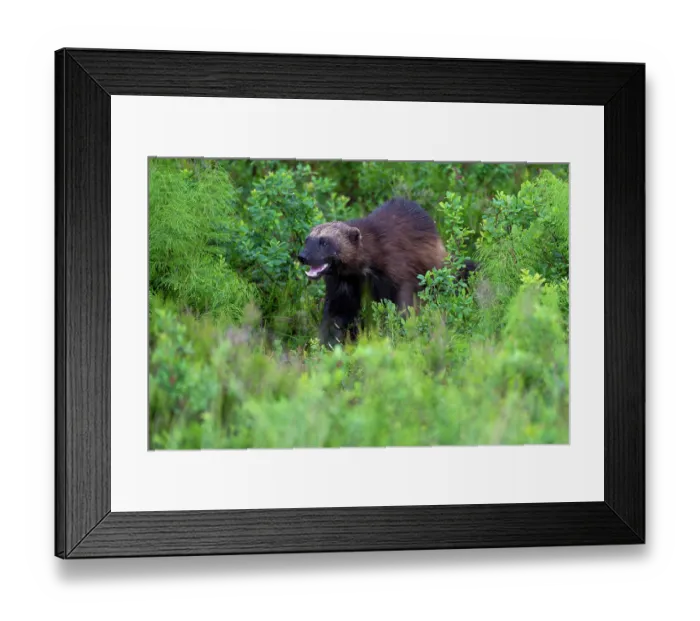 Framed Print : RF - Wolverine (Gulo gulo) walking through vegetation, Karbole, Halsingland, Sweden. July. (This image may be licensed either as rights managed or royalty free.) Framed Print : RF - Wolverine (Gulo gulo) walking through vegetation, Karbole, Halsingland, Sweden. July. (This image may be licensed either as rights managed or royalty free.)