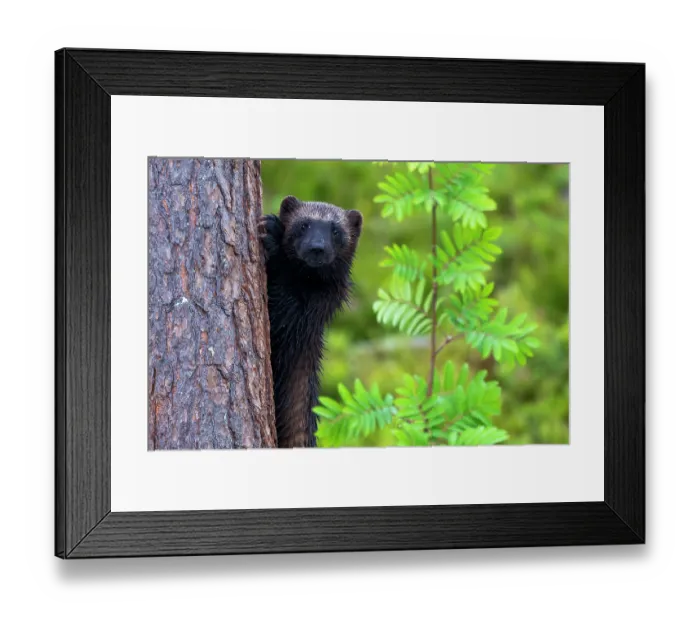 Framed Print : Wolverine (Gulo gulo) peering out from behind tree, Karbole, Halsingland, Sweden, July Framed Print : Wolverine (Gulo gulo) peering out from behind tree, Karbole, Halsingland, Sweden, July
