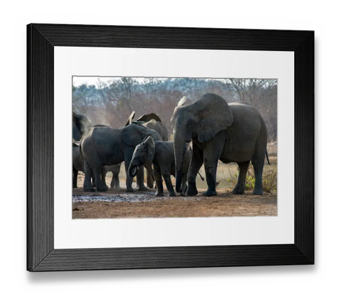 Framed Print : African elephants (Loxodonta africana) herd drinking at waterhole, Pendjari National Park, Benin. Endangered Framed Print : African elephants (Loxodonta africana) herd drinking at waterhole, Pendjari National Park, Benin. Endangered