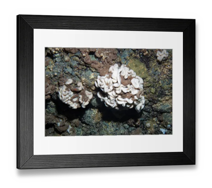 Framed Print : Brain sponge (Neophrissospongia nolitangere) hanging from wall in underwater cave, Tenerife, Canary Islands, Atlantic Ocean Framed Print : Brain sponge (Neophrissospongia nolitangere) hanging from wall in underwater cave, Tenerife, Canary Islands, Atlantic Ocean
