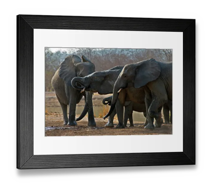 Framed Print : African elephants (Loxodonta africana) herd drinking at waterhole, Pendjari National Park, Benin. Endangered