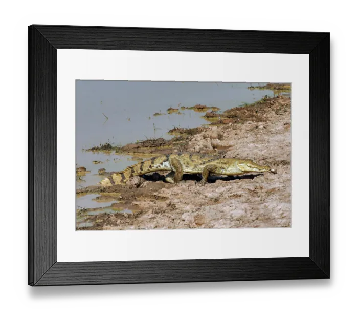 Framed Print : West African slender-snouted crocodile (Mecistops cataphractus) resting at water's edge, Pendjari National Park, Benin. Critically endangered Framed Print : West African slender-snouted crocodile (Mecistops cataphractus) resting at water's edge, Pendjari National Park, Benin. Critically endangered