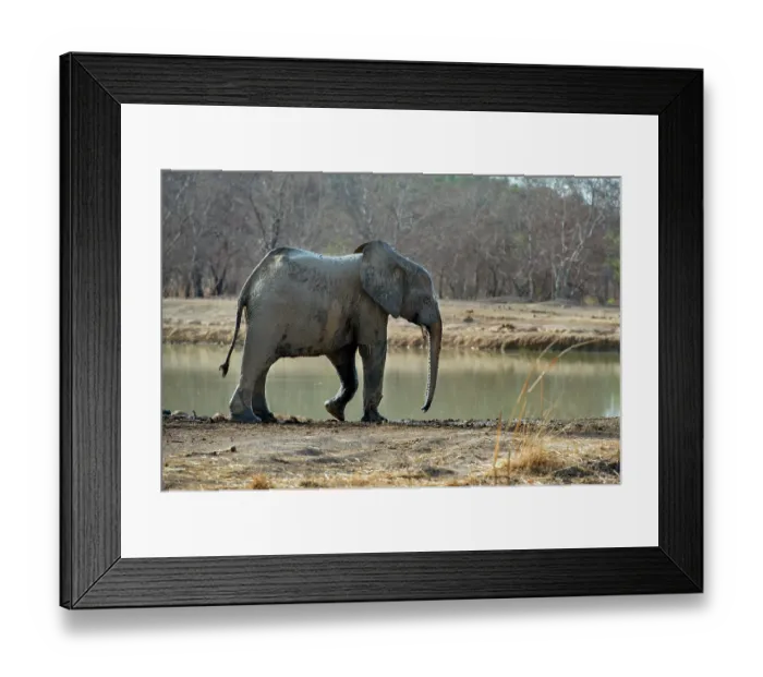 Framed Print : African elephant (Loxodonta africana) approaching waterhole, Pendjari National Park, Benin. Endangered Framed Print : African elephant (Loxodonta africana) approaching waterhole, Pendjari National Park, Benin. Endangered