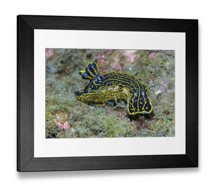 Framed Print : Nudibranch (Hypselodoris picta webbi) portrait, Tenerife, Canary Islands, Atlantic Ocean Framed Print : Nudibranch (Hypselodoris picta webbi) portrait, Tenerife, Canary Islands, Atlantic Ocean