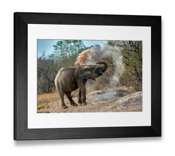Framed Print : African elephant (Loxodonta africana) dust bathing, Pendjari National Park, Benin. Endangered Framed Print : African elephant (Loxodonta africana) dust bathing, Pendjari National Park, Benin. Endangered
