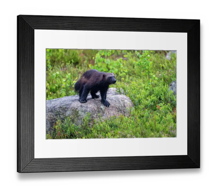 Framed Print : Wolverine (Gulo gulo) standing on a rock, Karbole, Halsingland, Sweden. July Framed Print : Wolverine (Gulo gulo) standing on a rock, Karbole, Halsingland, Sweden. July