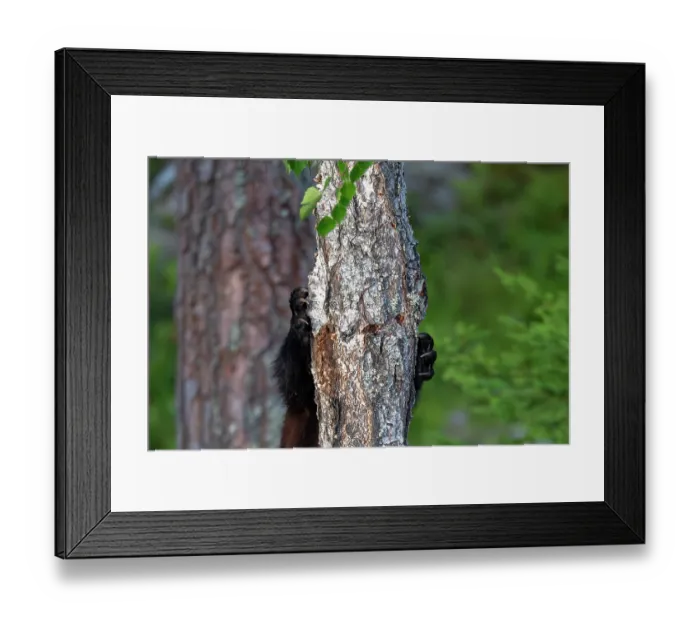 Framed Print : Wolverine (Gulo gulo) climbing up tree, Karbole, Halsingland, Sweden. July Framed Print : Wolverine (Gulo gulo) climbing up tree, Karbole, Halsingland, Sweden. July