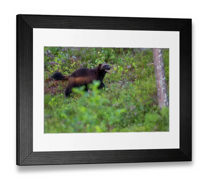 Framed Print : Wolverine (Gulo gulo) walking through forest clearing, Karbole, Halsingland, Sweden. July Framed Print : Wolverine (Gulo gulo) walking through forest clearing, Karbole, Halsingland, Sweden. July
