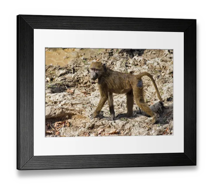 Framed Print : Olive baboon (Papio anubis) walking over dry ground, Pendjari National Park, Benin
