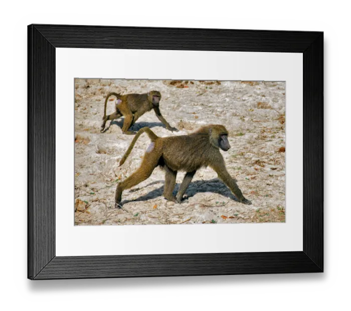 Framed Print : Two Olive baboons (Papio anubis) walking over dry ground, Pendjari National Park, Benin Framed Print : Two Olive baboons (Papio anubis) walking over dry ground, Pendjari National Park, Benin