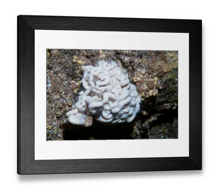 Framed Print : Brain sponge (Neophrissospongia nolitangere) hanging from wall in underwater cave, Tenerife, Canary Islands, Atlantic Ocean Framed Print : Brain sponge (Neophrissospongia nolitangere) hanging from wall in underwater cave, Tenerife, Canary Islands, Atlantic Ocean