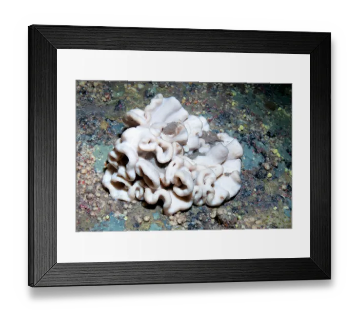 Framed Print : Brain sponge (Neophrissospongia nolitangere) hanging from wall in underwater cave, Tenerife, Canary Islands, Atlantic Ocean Framed Print : Brain sponge (Neophrissospongia nolitangere) hanging from wall in underwater cave, Tenerife, Canary Islands, Atlantic Ocean
