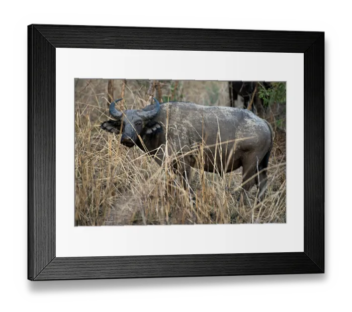 Framed Print : African buffalo (Syncerus caffer) portrait, Pendjari National Park, Benin Framed Print : African buffalo (Syncerus caffer) portrait, Pendjari National Park, Benin