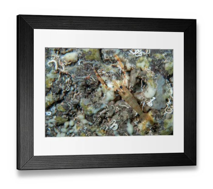 Framed Print : Shrimp (Brachycarpus biunguiculatus) camouflaged on a rock, Tenerife, Canary Islands, Atlantic Ocean Framed Print : Shrimp (Brachycarpus biunguiculatus) camouflaged on a rock, Tenerife, Canary Islands, Atlantic Ocean