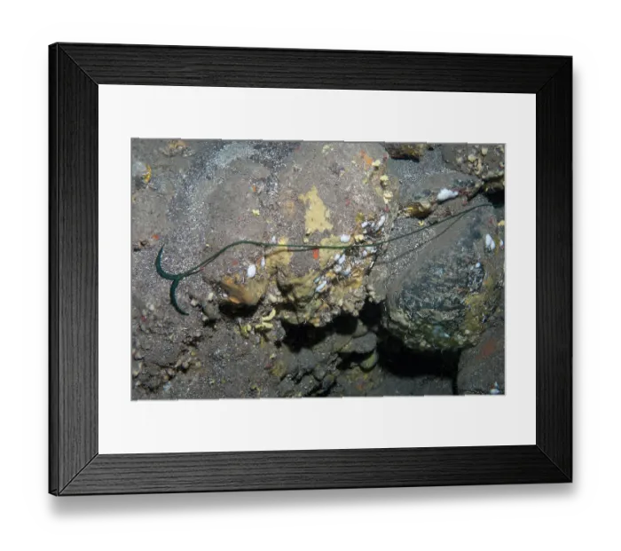 Framed Print : Green spoonworm (Bonellia viridis) female on seabed. The female has its body divided into two parts, the proboscis and the trunk